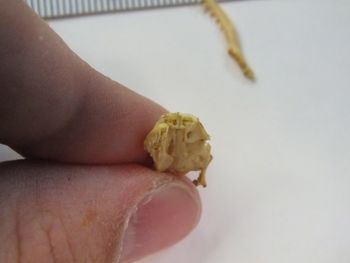 Media type: image;   Herpetology R-6675